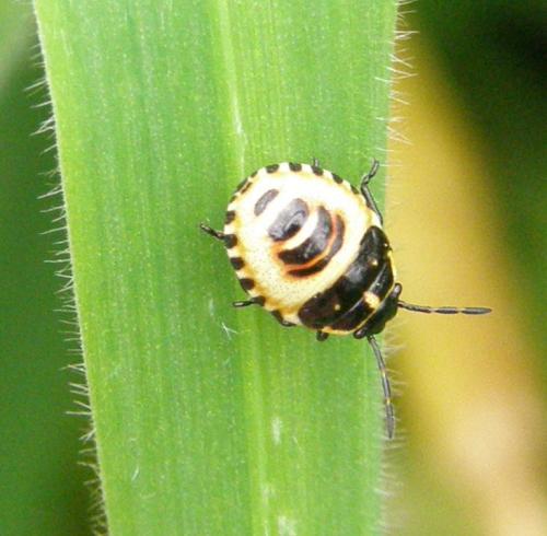 Eurydema oleracea