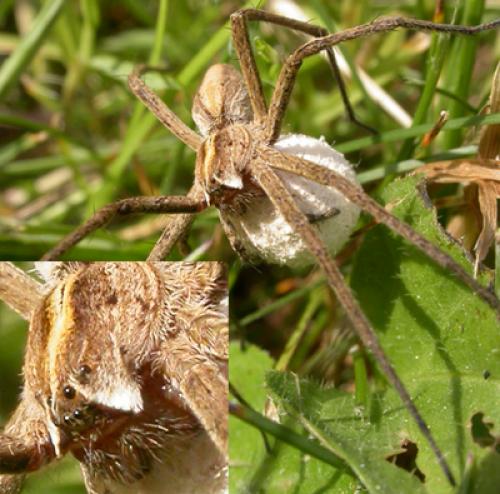 Pisaura mirabilis