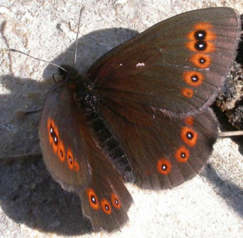 Réf. 47 584 : Erebia medusa