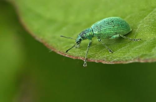 Polydrusus planifrons