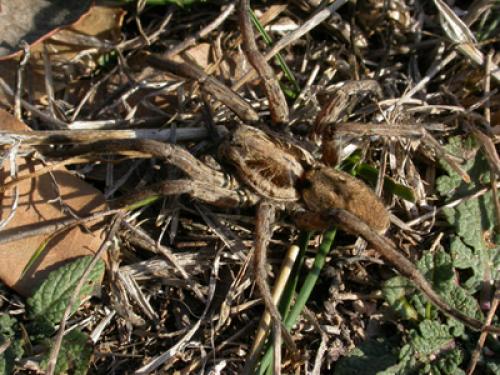 Hogna radiata