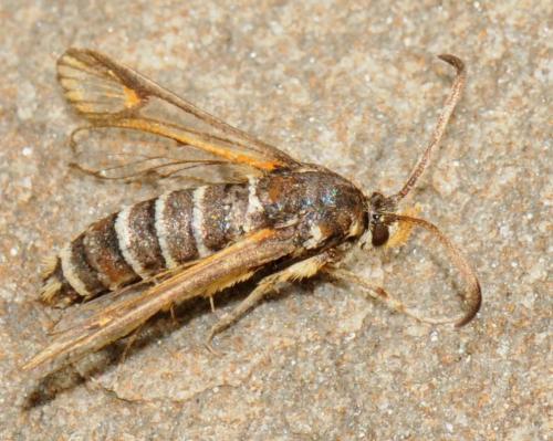 Réf. 47 494 : Bembecia ichneumoniformis