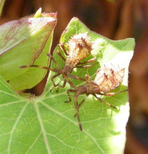 Coreus marginatus
