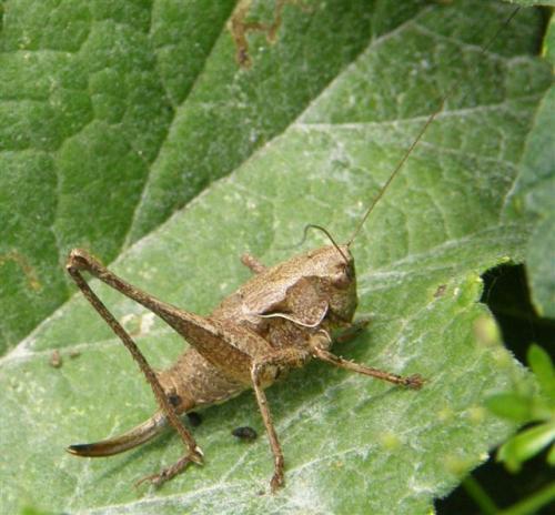 Réf. 47 615 : Pholidoptera griseoaptera