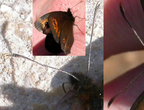 Réf. 47 652 : Erebia medusa