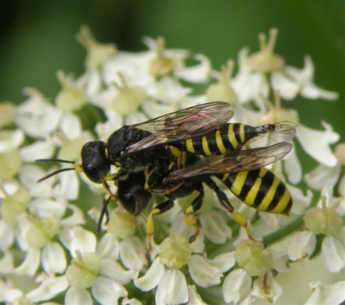 Ectemnius sp.
