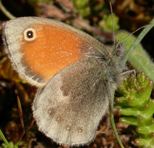 Coenonympha pamphilus