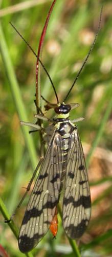 Panorpa communis