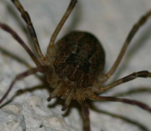 Odiellus spinosus