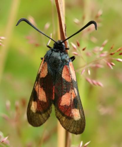 Réf. 47 341 : Zygaena trifolii
