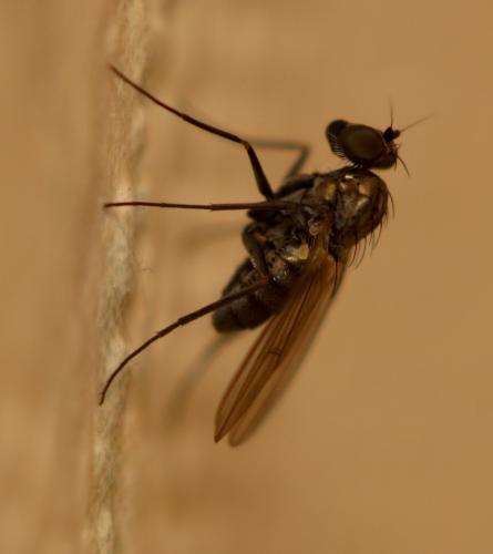 Medetera sp.