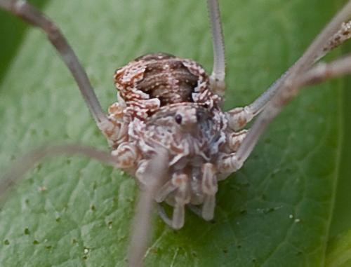 Phalangium opilio