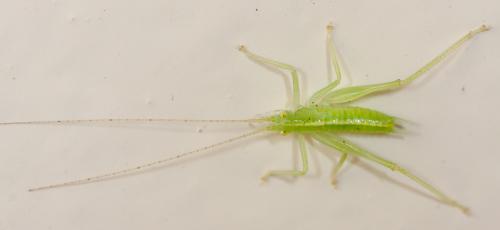 Meconema sp.