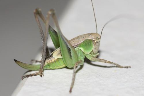 Réf. 47 413 : Platycleis sp.