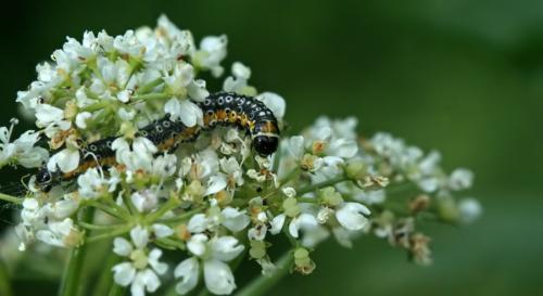 Depressaria daucella