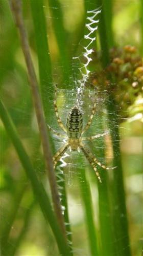 Argiope bruennichi