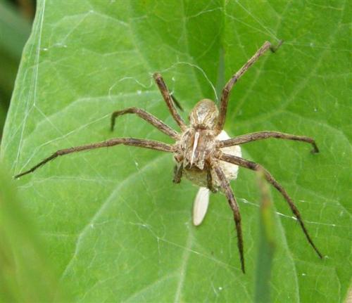 Pisaura mirabilis