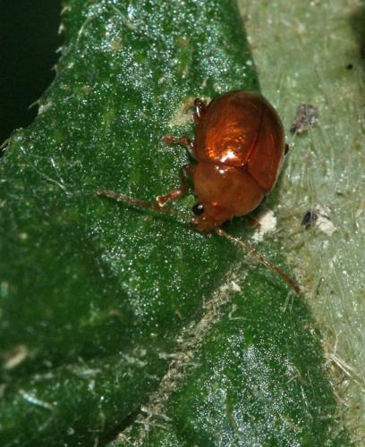 Réf. 47 732 : Sphaeroderma sp.