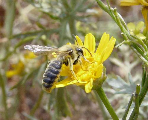 Andrena sp.