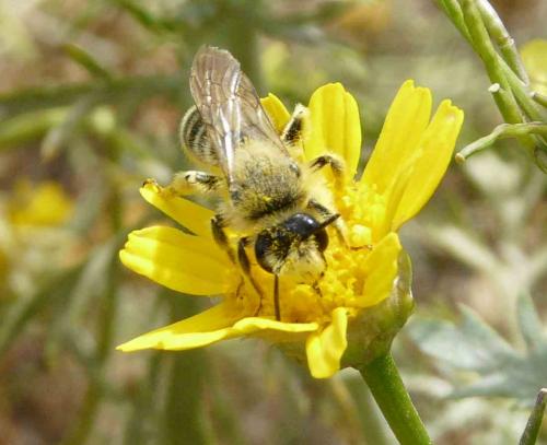 Andrena sp.