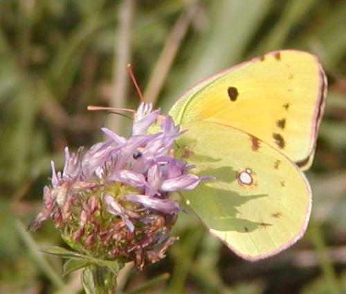 Réf. 47 743 : Colias croceus
