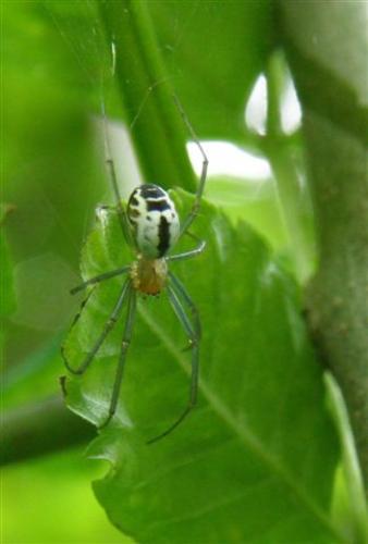 Neriene emphana