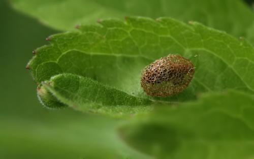 Réf. 47 702 : Hypera sp.