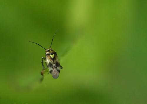 Réf. 47 794 : Orthops sp.