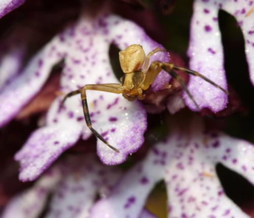 Thomisus onustus