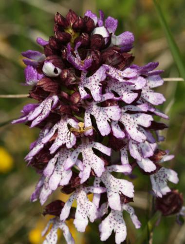 Réf. 47 412 : Thomisus onustus