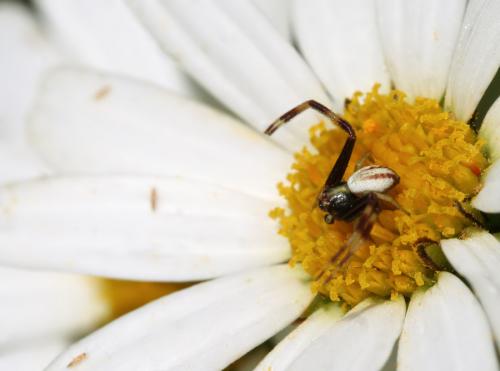 Misumena vatia
