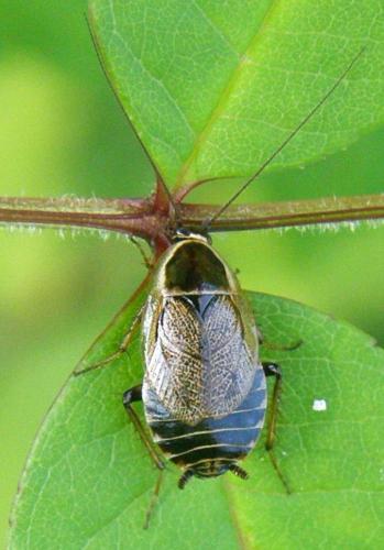Ectobius sylvestris