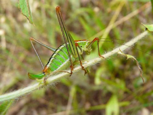Poecilimon sp.