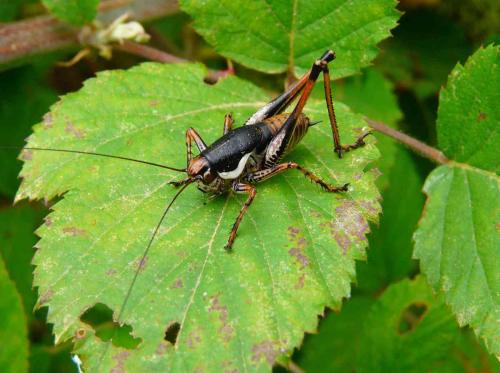 Eupholidoptera sp.