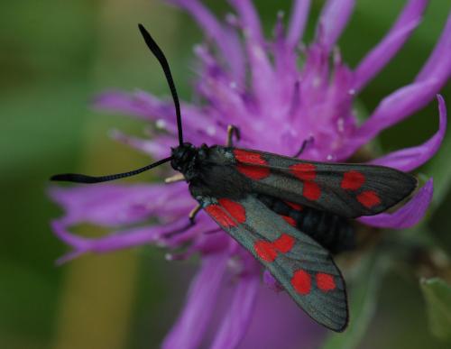 Réf. 47 805 : Zygaena filipendulae