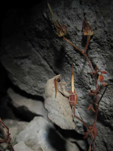 Phyllodesma suberifolia