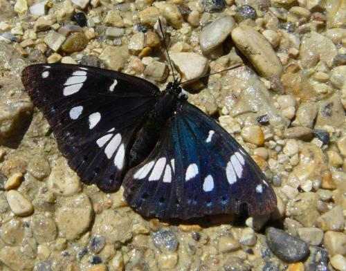 Limenitis reducta
