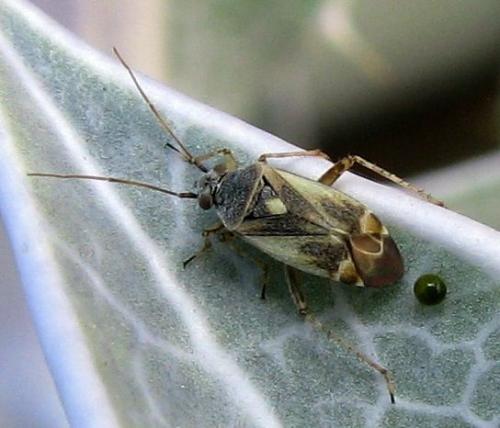 Polymerus cognatus