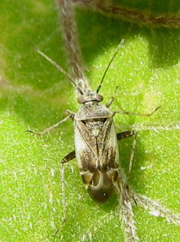 Polymerus cognatus