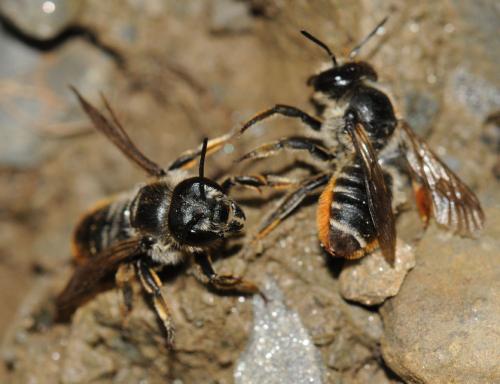 Réf. 47 809 : Megachile pyrenaea