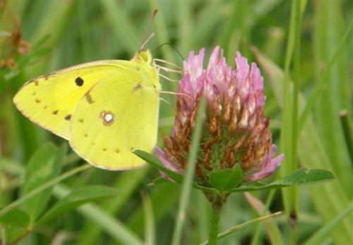 Colias croceus