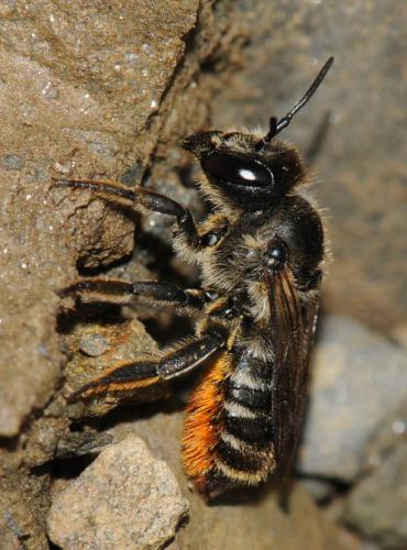 Réf. 47 810 : Megachile pyrenaea