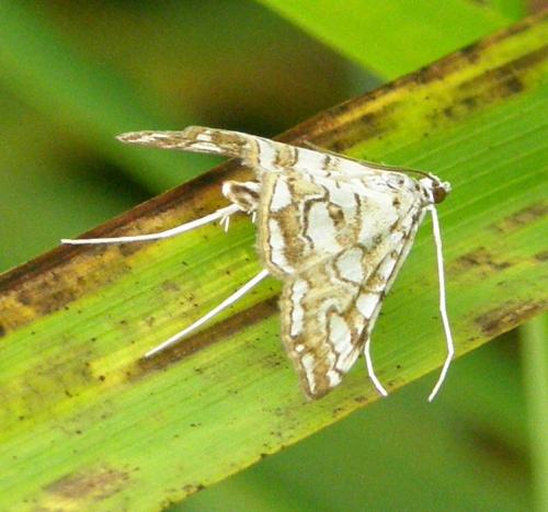 Réf. 47 143 : Elophila nymphaeata