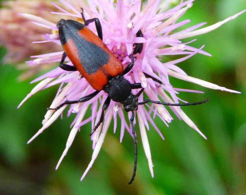 Stictoleptura cordigera