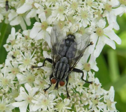 Sarcophaga sp.