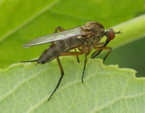 Empis livida