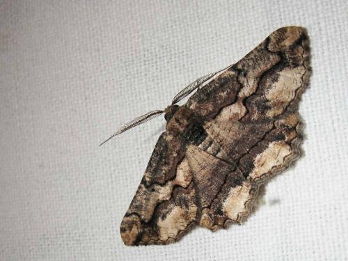 Réf. 47 024 : Menophra japygiaria