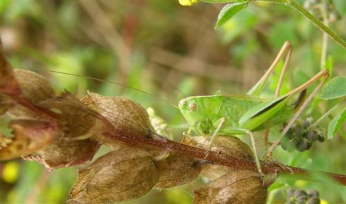 Bicolorana bicolor