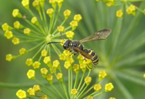 Cerceris arenaria