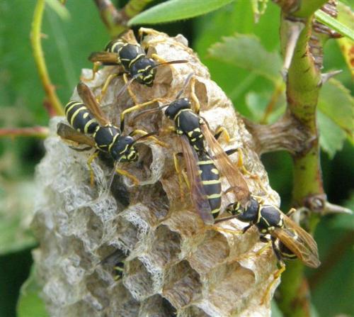 Réf. 47 919 : Polistes biglumis